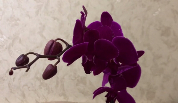 Что будет, если у орхидей после цветения не удалять цветоносы